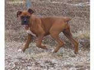 Boxer Puppy for sale in Liberal, MO, USA