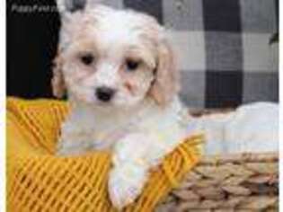 Cavachon Puppy for sale in Malone, NY, USA