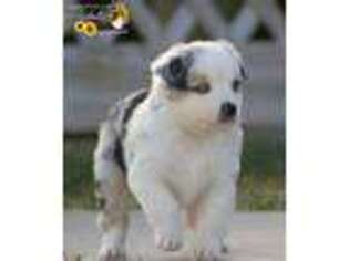 Miniature Australian Shepherd Puppy for sale in Abilene, KS, USA