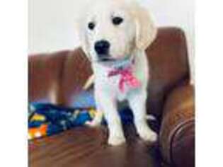 Mutt Puppy for sale in Bellevue, WA, USA