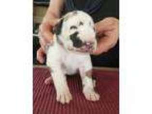 Great Dane Puppy for sale in Fremont, MI, USA
