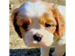 Cavalier King Charles Spaniel Puppy for sale in Canton, TX, USA