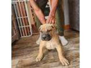 Mutt Puppy for sale in Saginaw, MI, USA