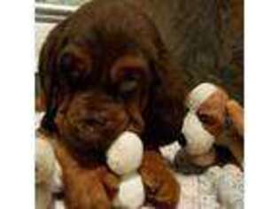 Bloodhound Puppy for sale in Greencastle, IN, USA