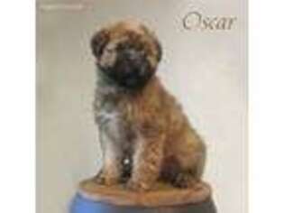 Soft Coated Wheaten Terrier Puppy for sale in Big Timber, MT, USA