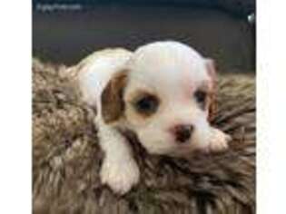 Cavapoo Puppy for sale in Old Hickory, TN, USA