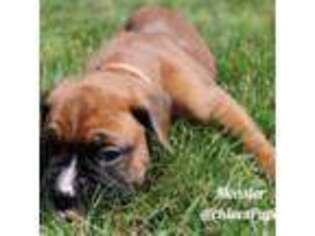 Boxer Puppy for sale in Salem, OR, USA
