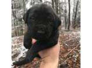 Mastiff Puppy for sale in Kinsman, OH, USA