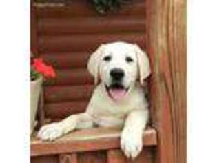 Labrador Retriever Puppy for sale in Jones, OK, USA