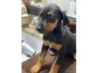 Doberman Pinscher Puppy for sale in Pflugerville, TX, USA