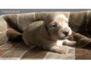 Dachshund Puppy for sale in Cedar Hill, TN, USA