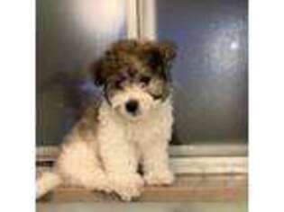Bichon Frise Puppy for sale in Knoxville, TN, USA