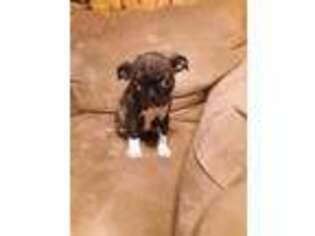 Boston Terrier Puppy for sale in Oconto, WI, USA