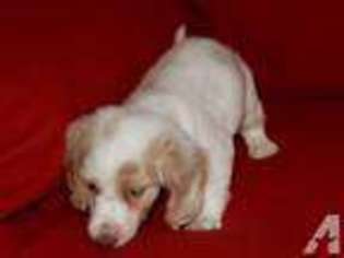Dachshund Puppy for sale in MARIETTA, OK, USA
