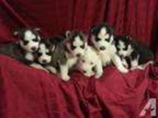 Siberian Husky Puppy for sale in Eagle Mountain, UT, USA