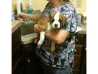 Boxer Puppy for sale in El Dorado, AR, USA