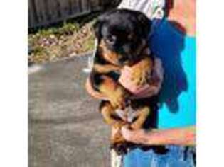 Rottweiler Puppy for sale in Jacksonville, NC, USA