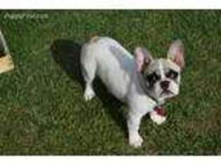 French Bulldog Puppy for sale in Arcadia, MO, USA