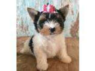 Biewer Terrier Puppy for sale in Jonestown, PA, USA