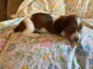Dachshund Puppy for sale in Stuart, NE, USA