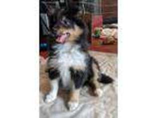 Shetland Sheepdog Puppy for sale in Louisville, KY, USA