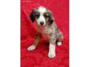 Miniature Australian Shepherd Puppy for sale in Post Falls, ID, USA