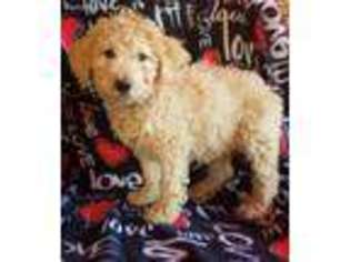 Goldendoodle Puppy for sale in Purdy, MO, USA