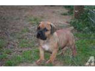 Boerboel Puppy for sale in COLUMBUS, MS, USA