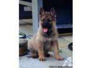 German Shepherd Dog Puppy for sale in VACAVILLE, CA, USA