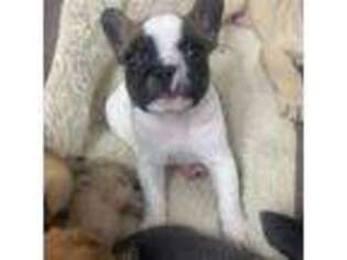 French Bulldog Puppy for sale in Stringtown, OK, USA