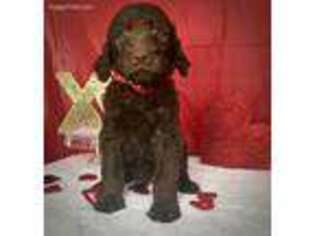 Labradoodle Puppy for sale in Berkeley Springs, WV, USA