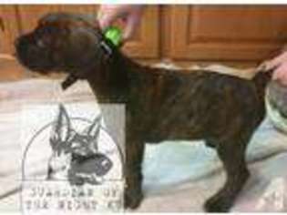 Cane Corso Puppy for sale in LOCUST GROVE, GA, USA