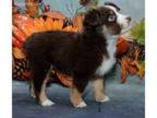 Miniature Australian Shepherd Puppy for sale in Balsam Grove, NC, USA