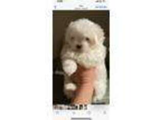 Maltese Puppy for sale in West Covina, CA, USA