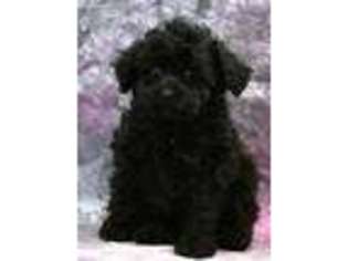 Schnoodle (Standard) Puppy for sale in Northwood, NH, USA