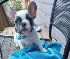 French Bulldog Puppy for sale in Stone Mountain, GA, USA