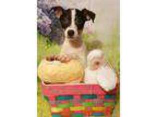 Jack Russell Terrier Puppy for sale in Cache, OK, USA
