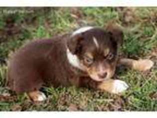 Miniature Australian Shepherd Puppy for sale in El Dorado Springs, MO, USA