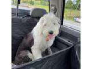 Old English Sheepdog Puppy for sale in Eubank, KY, USA
