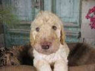 Goldendoodle Puppy for sale in Jay, ME, USA