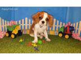 Cavalier King Charles Spaniel Puppy for sale in Barnett, MO, USA