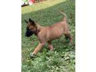 Belgian Malinois Puppy for sale in Bethel, PA, USA