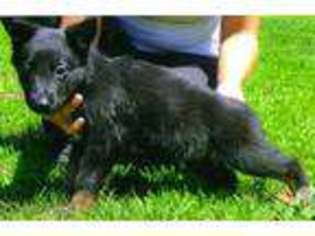 German Shepherd Dog Puppy for sale in NORTH STONINGTON, CT, USA