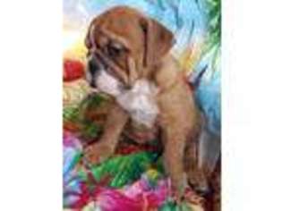Bulldog Puppy for sale in Worcester, MA, USA