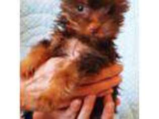 Yorkshire Terrier Puppy for sale in Greenville, SC, USA