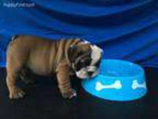 Bulldog Puppy for sale in Pollok, TX, USA