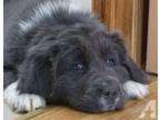 Mutt Puppy for sale in SHERRODSVILLE, OH, USA