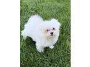 Maltese Puppy for sale in Lancaster, CA, USA