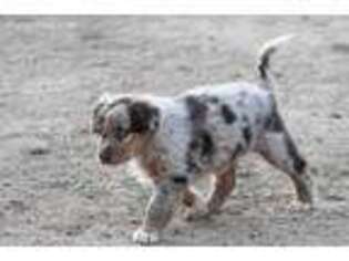 Australian Shepherd Puppy for sale in Colton, CA, USA