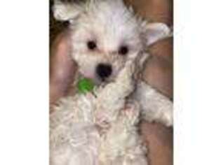 Mutt Puppy for sale in Dalton, GA, USA